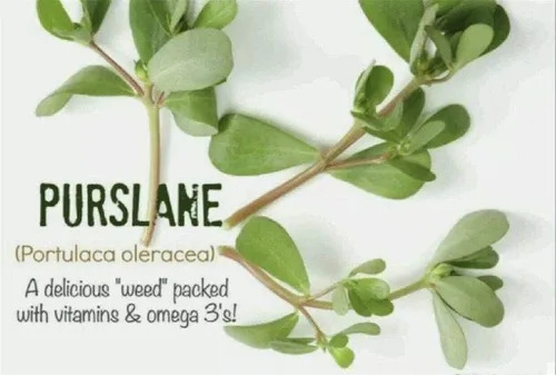 Vista 3 de Más de 1500 semillas de verdolaga Plantas verdes Semillas frescas de jardín