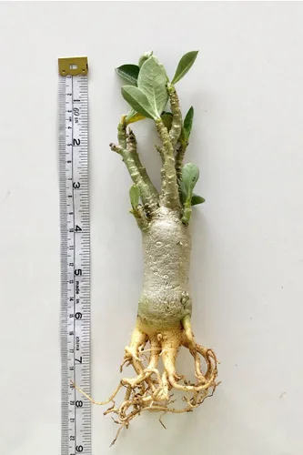 Vista 4 de Juego de 4 plantas de árbol bonsái Adenium Thai Socotranum Desert Rose Bonsai Decoración Registrado Track Online 100% garantía Satisfacción
