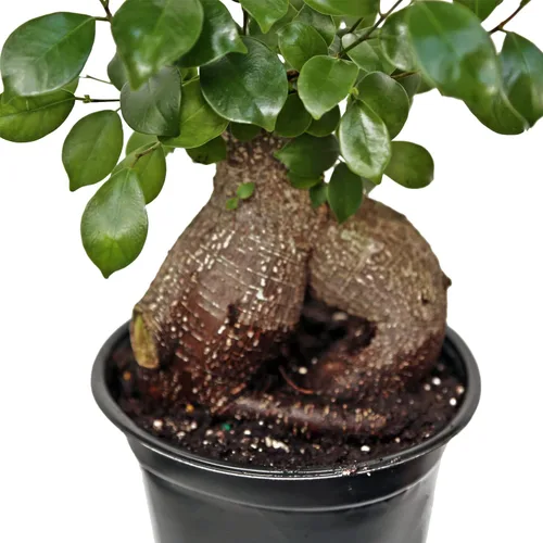 Vista 4 de Ficus de ginseng vivo, Ficus Retusa, Ficus de Taiwán, higo de Banyan, planta de interior bonsai, regalo de cumpleaños, regalo de inauguración