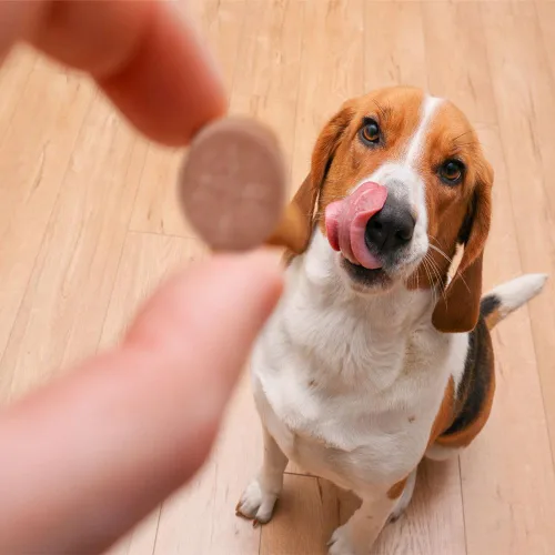 Vista 5 de K-Plus Citrato de Potasio Plus Suplemento de Arándano para Perros - Remedio para UTI Tabletas Masticables - Apoya la Salud de la Vejiga - Para Todas