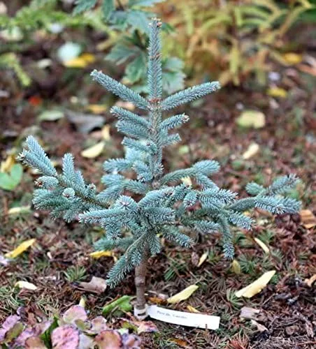 Vista 2 de CAERULEA Abeto Blanco Enano - Picea glauca 'Coerulea' Planta de 2 años