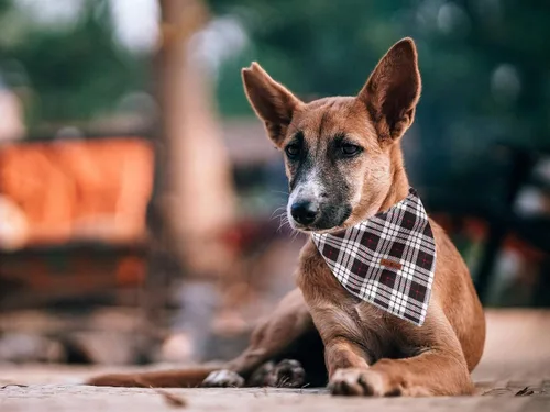 Vista 6 de Lionet Paws Bandana para Perro de Algodón Lavable Pañuelo Bufanda Bandana Triangular para Perros Pequeños Medianos y Grandes Cuadrícula Negra