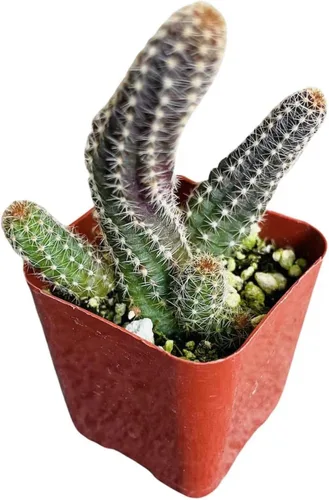Vista 2 de Plantas de cactus vivos para decoración del hogar (cactus de maní Echinopsis de 2 pulgadas)