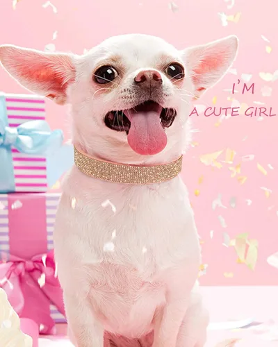 Vista 5 de Collar de perro para perros pequeños, collares ajustables de cuero de gamuza para perro, collar de perro rosa para gato, collar de perro