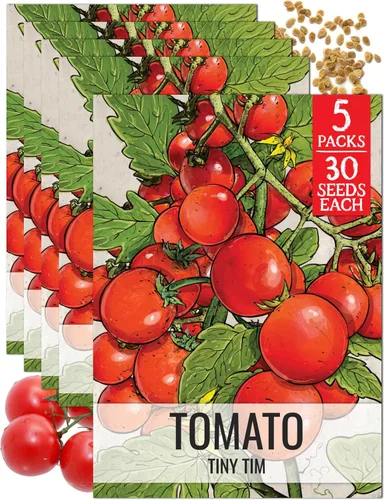 Vista 15 de Seed Needs Semillas de tomate para plantar tomates indeterminados de carne de res verdaderos, reliquia sin OMG y semillas de vegetales sin tratar