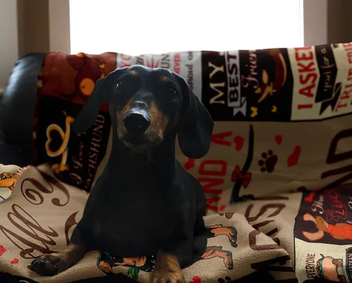 Vista 3 de Butonus Dachshund Weiner Dog Regalos para mujeres, hombres, adultos y niños, manta de regalo para amantes del perro salchicha de 60 x 50 pulgadas