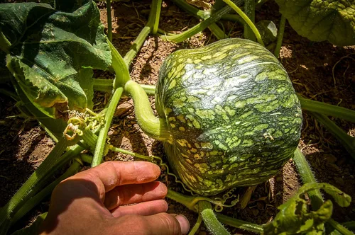Vista 2 de Plant Good Seed Semillas orgánicas de calabaza de invierno Burgess Buttercup - Paquete de 30, semillas tradicionales para plantar verduras