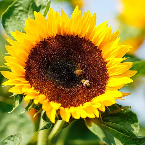 Vista 50 de Eden Brothers Semillas de girasol - Autumn Beauty