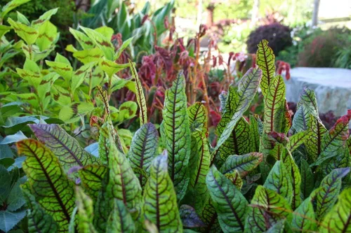 Vista 4 de Semillas Sorrel Bloody Dock Hierba Roja Heirloom para plantar sin OMG