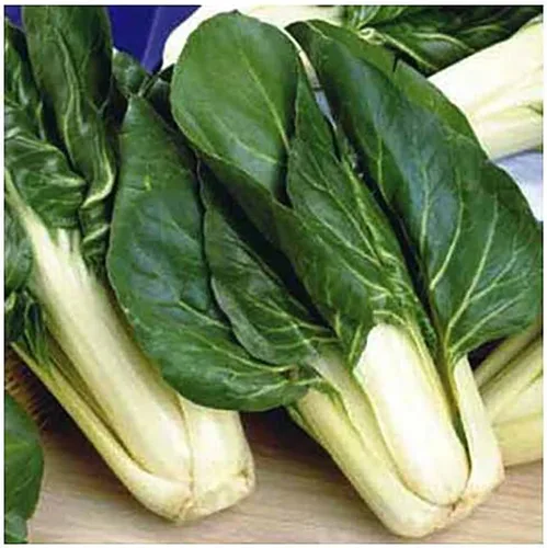 Vista 2 de Acelga de ruibarbo - Deliciosa y nutritiva... - Deliciosa y nutritiva - Aproximadamente 175 semillas