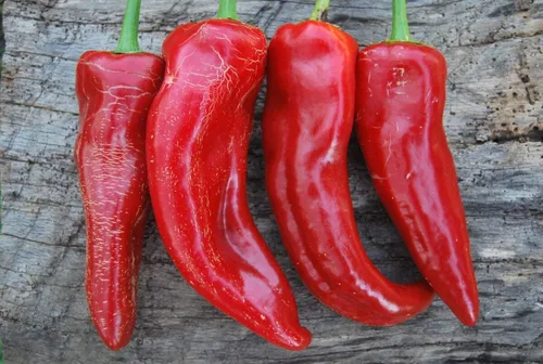 Vista 2 de Semillas Gigante Dulce Pimiento Rojo Cuerno No GMO Heirloom