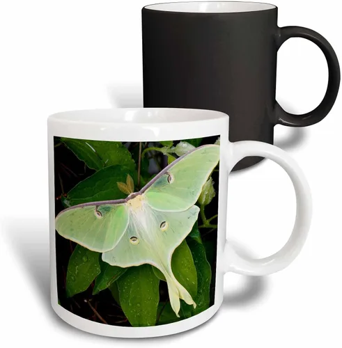 Vista 8 de Danita Delimont – Insectos – Luna Moth On Carnaby Clematis, Clematis SP, Marion Co. IL – Tazas, Negro/Blanco