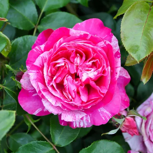 Vista 10 de Rosas trepadoras tradicionales, planta de raíz propia viva para jardín al aire libre, Compassion®, excepcionalmente fragantes, zonas de rusticidad