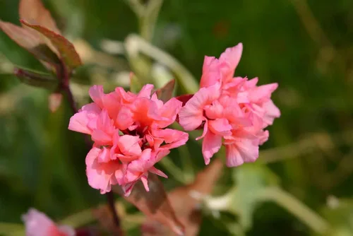 Vista 2 de Semillas de flores Clarkia – Elegante salmón doble luz (Clarkia Unguiculata) – Más de 1000 semillas de reliquia sin OMG, por Isla's Garden Seeds