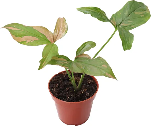 Vista 6 de Fresa Syngonium - 4'' de California Tropicals