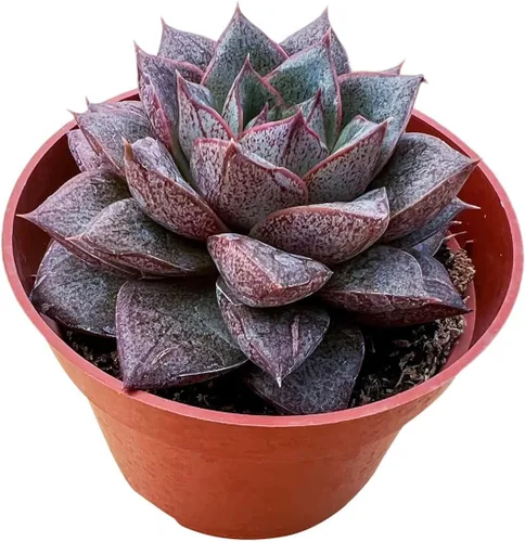 Vista 7 de Plantas suculentas vivas (Cotyledon Orbiculata cv. Long Leaf Variegated), suculentas en maceta de fácil cuidado, aproximadamente 4" de diámetro x 4