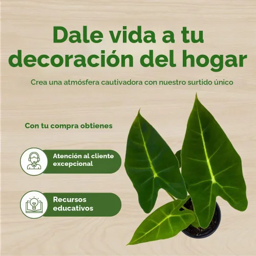 Vista 6 de BubbleBlooms Terciopelo verde, Alocasia Frydek, Micholitziana en una maceta de 4 pulgadas