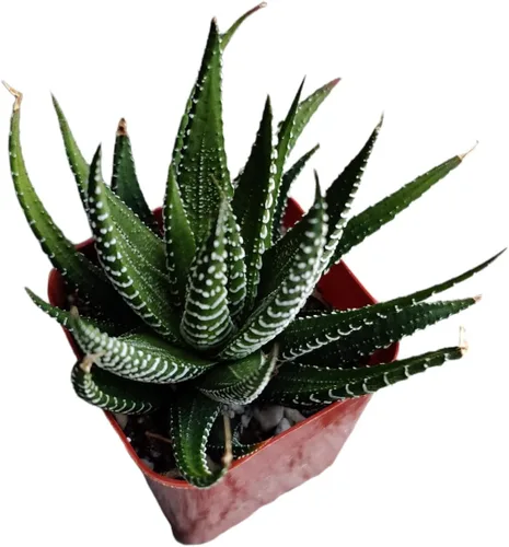 Vista 14 de Plantas de cactus suculentas vivas (2 pulgadas Opuntia Microdasy Golden Swirl Monstrose)