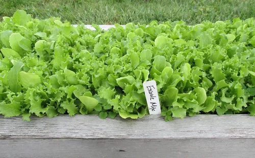 Vista 2 de Mezcla Heirloom Escarole/Endive (Frisee) - Más de 1,000 semillas