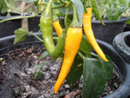 Vista 2 de Semillas de pimiento picante de cayena dorada: las plantas compactas son fáciles de cultivar hermosas (25 - semillas)