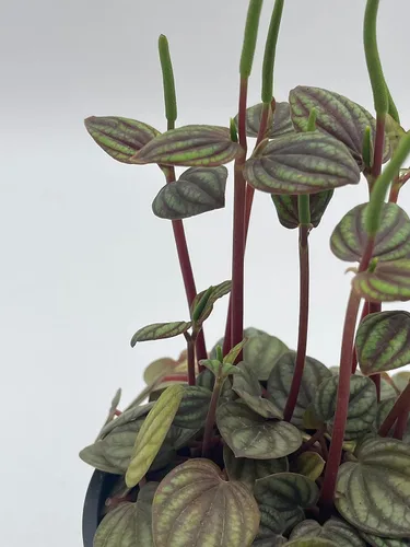 Vista 6 de BubbleBlooms Peperomia Piccolo Banda, albovittata, en una maceta de 4 pulgadas, Pep raro