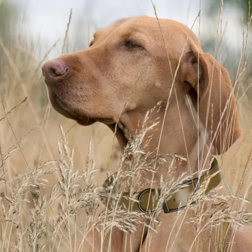 Vista 347 de Dogline Biothane - Collar impermeable para perro con hebilla de liberación rápida, resistente cincha de nailon recubierta con resistente y a prueba