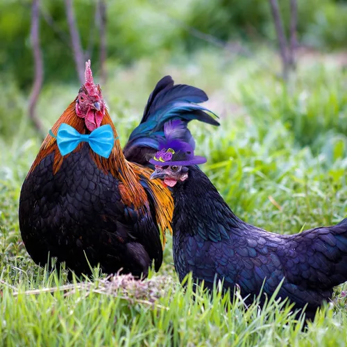 Vista 3 de Paquete de 6 pajaritas para pollos, pájaros, hámsters y animales pequeños Poliéster, 2 in (5 cm), correa ajustable para la barbilla, se adapta a