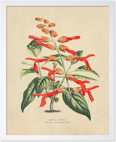 Vista 17 de Poster Master Póster Vintage de Titmouse Canadiense - Impresión Retro de Aves de América - Arte de Aves - Regalo para Hombres, Mujeres y Amantes