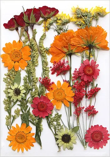 Vista 14 de Natural Pressed Dried Flower for Epoxy Resin Dry Flowers and Leaves Set for Soap Jewelry Making Scrapbooking Phone Case Decoration Section B