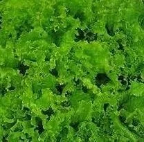 Vista 2 de Semillas de lechuga verde Grand Rapids Great Heirloom de Seed Kingdom a granel de 1 libra