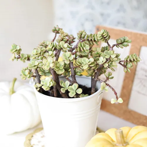 Vista 2 de Arbusto de elefante abigarrado Portulacaria afra - Planta viva suculenta Árbol de dinero de la suerte, decoración única de regalo