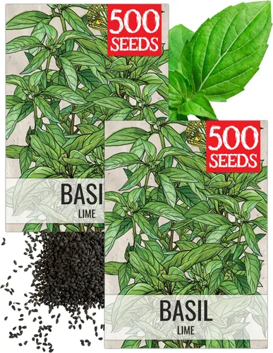 Vista 13 de Seed Needs Semillas de albahaca italiana para plantar hierbas tradicionales sin OMG, 1 paquete
