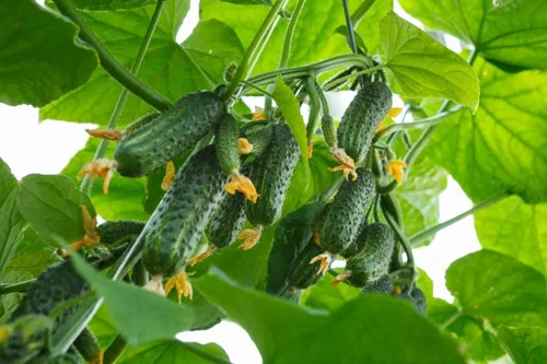 Vista 6 de Pepino Pepino Semillas Tipo Arbusto para Decapado Vegetal para Plantar Semillas No GMO 40
