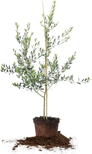 Vista 9 de Perfect Plants Planta viva de oliva arbequina, 2-3 pies, incluye guía de cuidado Self-pollinating and bears edible fruit the first year, zones