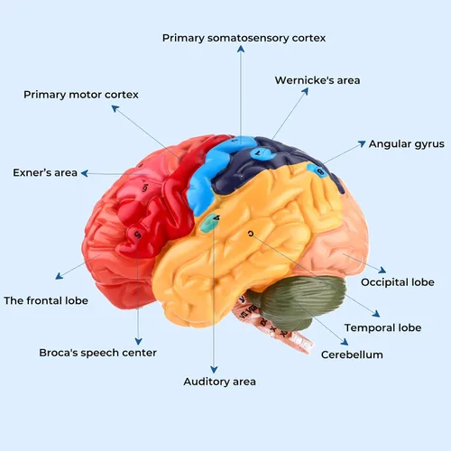 Vista 2 de Modelo de cerebro humano, modelo de anatomía cerebral de tamaño real, modelo de cerebro de PVC de 2 partes con números grabados con láser, regiones