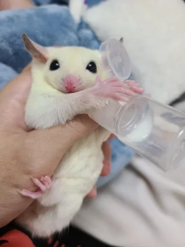 Vista 7 de Paquete de 3 botellas de lactancia Sugar Glider, biberón de leche de plástico con tapa abatible, kit de lactancia para mascotas, dispensador