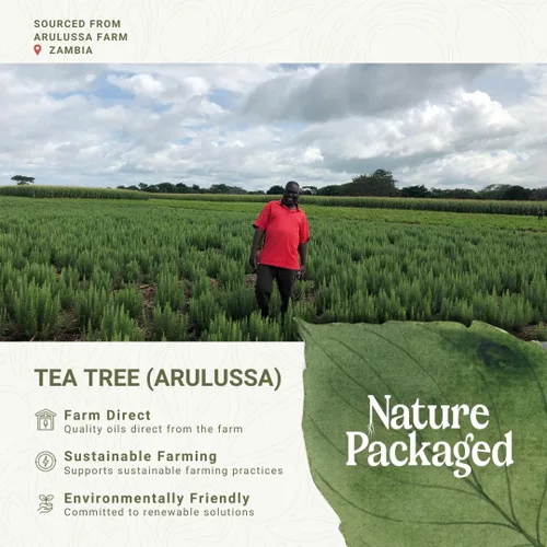 Vista 3 de Aceite esencial de árbol de té, directo de Arulussa Farm Zambia, destilado al vapor, aceite esencial de árbol de té para aromaterapia, masaje