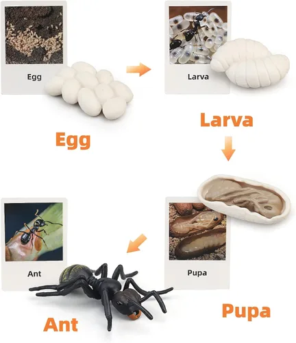 Vista 2 de Figuras del Ciclo de Vida de Animales Montessori con Tarjetas Flash, Juguetes de Figuritas de Animales Realistas, Juego Educativo de Emparejamiento