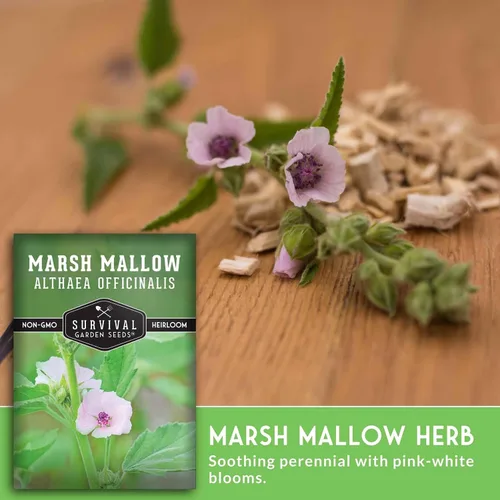 Vista 4 de Semillas de malvavisco para plantar, hierba medicinal de malva de pantano, Althaea Officinalis, planta de raíz tradicional para jardín de hierbas