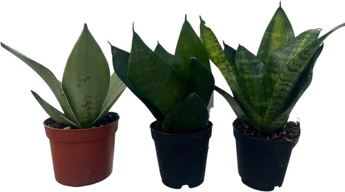 Vista 2 de Birdsnest Snake Plant Collection - Sanseveria - 3 plantas que crecen en macetas de 2 pulgadas