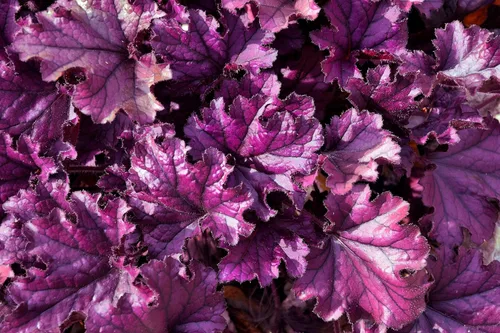 Vista 7 de 1200 BRESSINGHAM Campanas de Coral Mixtas Heuchera Sanguinea Semillas de Flor