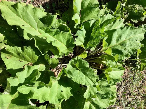 Vista 3 de Plant Good Seed Semillas orgánicas de raíz de bardana para plantar: hierba rica en nutrientes, hojas verdes grandes - Paquete de 50 semillas