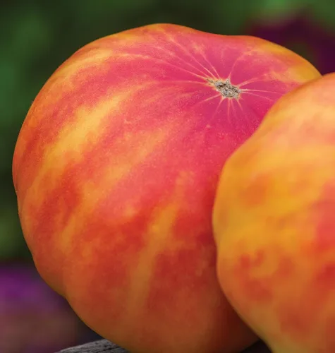 Vista 5 de Burpee 'Big Rainbow' Heirloom, Tomate Grande Beefsteak para Rebanar, 100 Semillas Sin OGM