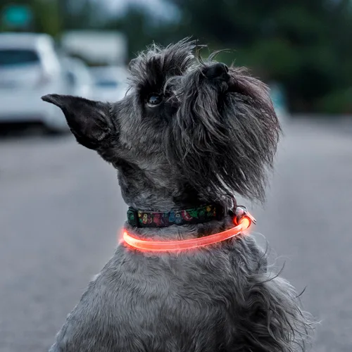 Vista 3 de Collar LED para Mascotas Petlux InnovaGoods