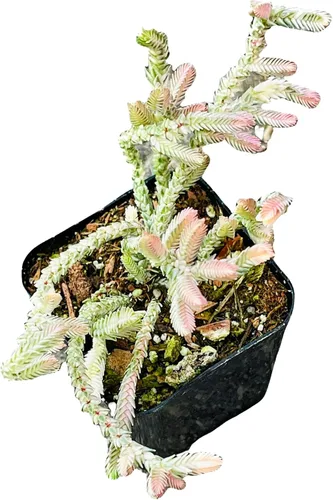 Vista 10 de Plantas de cactus suculentas vivas de USKC (pata de oso de cotiledón tomentosa de 2 pulgadas)