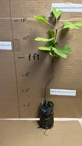 Vista 6 de Plántula de Ginkgo Biloba de 2 a 3 años de edad de 10 a 12 pulgadas de alto