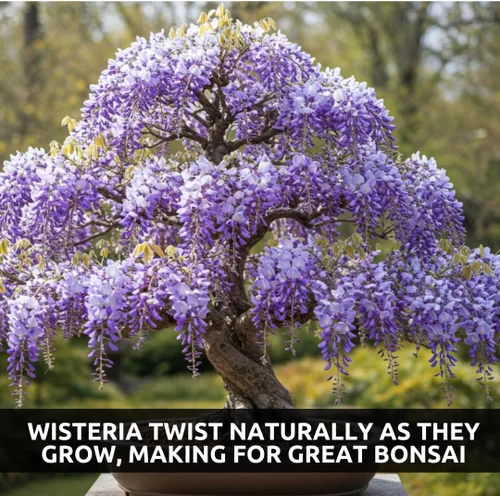 Vista 4 de Semillas de bonsái de glicina llorona para plantar – 10 semillas Flores moradas en cascada Bonsái de floración al aire libre Árbol de vid