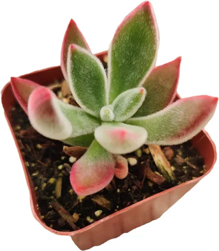 Vista 12 de Plantas de cactus suculentas vivas de USKC (pata de oso de cotiledón tomentosa de 2 pulgadas)