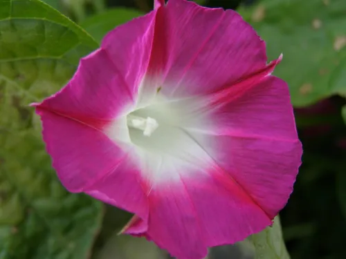 Vista 2 de Semillas Ruby Morning Glory Flores anuales para plantar