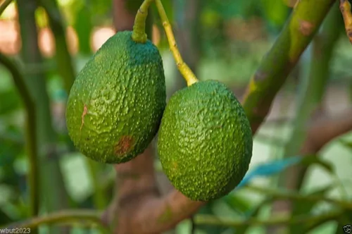 Vista 2 de Avocado Tree Seed(pit) also known as Pear ,butter fruit, butter pear !